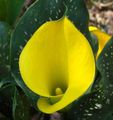   ყვითელი შიდა მცენარეები, სახლი ყვავილები Arum ლილი ბალახოვანი მცენარე / Zantedeschia სურათი