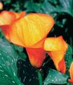   apelsin Krukblommor Arumlilja örtväxter / Zantedeschia Fil