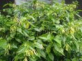   gelb Topfblumen Ylang Ylang, Parfüm Baum, Chanel # 5 Baum, Ilang-Ilang, Maramar bäume / Cananga odorata Foto