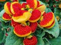   red Slipper flower herbaceous plant / Calceolaria Photo