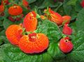   portocale Floare Papuc planta erbacee / Calceolaria fotografie