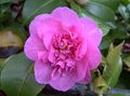   ვარდისფერი შიდა მცენარეები, სახლი ყვავილები კამელია ხე / Camellia სურათი