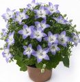   açık mavi Kapalı bitkiler, Evin çiçekler Campanula, Bellflower asılı bitki fotoğraf