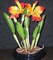   portocale Plante de Interior, Flori de Casa Cattleya Orhidee planta erbacee fotografie