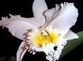   бял Интериорни цветове Cattleya Орхидея тревисто снимка