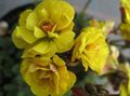   geel Huis Bloemen Oxalis kruidachtige plant foto