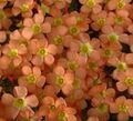   oranžinis Vidinis augalai, Namas Gėlės Oxalis žolinis augalas Nuotrauka