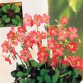   rood Huis Bloemen Oxalis kruidachtige plant foto