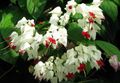   ホワイト 屋内植物, ハウスフラワーズ Clerodendron 低木 / Clerodendrum フォト