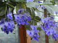   ღია ლურჯი შიდა მცენარეები, სახლი ყვავილები Clerodendron ბუში / Clerodendrum სურათი