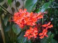   წითელი შიდა მცენარეები, სახლი ყვავილები Clerodendron ბუში / Clerodendrum სურათი