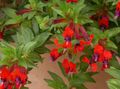  red Indoor Plants, House Flowers Cigarette Plant shrub / Cuphea Photo