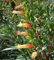   narančasta Sobne biljke, Unutarnja Cvjetovi Biljka Cigareta grmovi / Cuphea Foto
