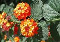  pomarańczowy Pokojowe Kwiaty Lantan krzaki / Lantana zdjęcie