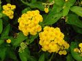   geel Huis Bloemen Lantana struik foto