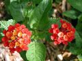   crvena Sobne biljke, Unutarnja Cvjetovi Lantana grmovi Foto