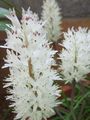   blanc des fleurs en pot Cape Cowslip herbeux / Lachenalia Photo