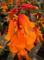   orange Indoor Plants, House Flowers Cape Cowslip herbaceous plant / Lachenalia Photo