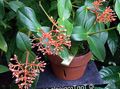   orange Indoor Plants, House Flowers Showy Melastome shrub / Medinilla Photo