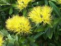   rumena Sobne Rastline, Sobne cvetje Božično Drevo, Pohutukawa drevesa / Metrosideros fotografija