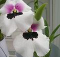   white Indoor Plants, House Flowers Miltonia herbaceous plant Photo