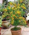   jaune des fleurs en pot Acacia des arbustes Photo