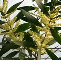   galben Plante de Interior, Flori de Casa Salcâm arbust / Acacia fotografie