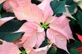   roze Huis Bloemen Poinsettia kruidachtige plant / Poinsettia pulcherrima foto