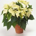   white Indoor Plants, House Flowers Poinsettia herbaceous plant / Poinsettia pulcherrima Photo