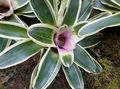   lilac Indoor Plants, House Flowers Bromeliad herbaceous plant / Neoregelia Photo