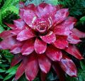   claret Indoor Plants, House Flowers Bromeliad herbaceous plant / Neoregelia Photo