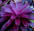   purpurne Maja lilled Bromeliad rohttaim / Neoregelia Foto