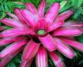   ვარდისფერი შიდა მცენარეები, სახლი ყვავილები Bromeliad ბალახოვანი მცენარე / Neoregelia სურათი