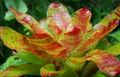   oranje Huis Bloemen Bromelia kruidachtige plant / Neoregelia foto