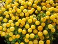   jaune des fleurs en pot Usine De Perles herbeux / nertera Photo