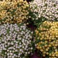   white Indoor Plants, House Flowers Bead Plant / nertera Photo