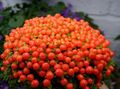   красный Комнатные Растения, Домашние Цветы Нертера травянистые / nertera Фото