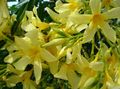   gul Indendørs Planter, Hus Blomster Rose Bay, Oleander busk / Nerium oleander Foto