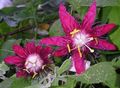   クラレット 屋内植物, ハウスフラワーズ トケイソウ つる植物 / Passiflora フォト