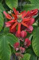   röd Passionsblomma lian / Passiflora Fil
