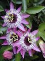   liliac Floarea Pasiunii liană / Passiflora fotografie