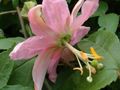   ვარდისფერი შიდა მცენარეები, სახლი ყვავილები პასიფლორა ლიანა / Passiflora სურათი