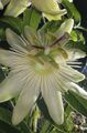   hvid Passionsblomst liana / Passiflora Foto