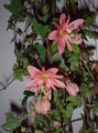   pink Passionsblomst liana / Passiflora Foto