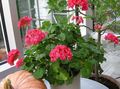   sarkans Māja Ziedi Ģerānija zālaugu augs / Pelargonium Foto