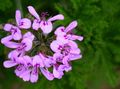   flieder Topfblumen Geranie grasig / Pelargonium Foto