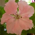   rosa Topfblumen Geranie grasig / Pelargonium Foto