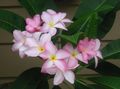   rosa Innendørs Planter, Huset Blomster Plumeria busk Bilde