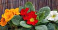   turuncu Kapalı bitkiler, Evin çiçekler Primula, Auricula otsu bir bitkidir fotoğraf