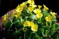   sarı Kapalı bitkiler, Evin çiçekler Primula, Auricula otsu bir bitkidir fotoğraf
